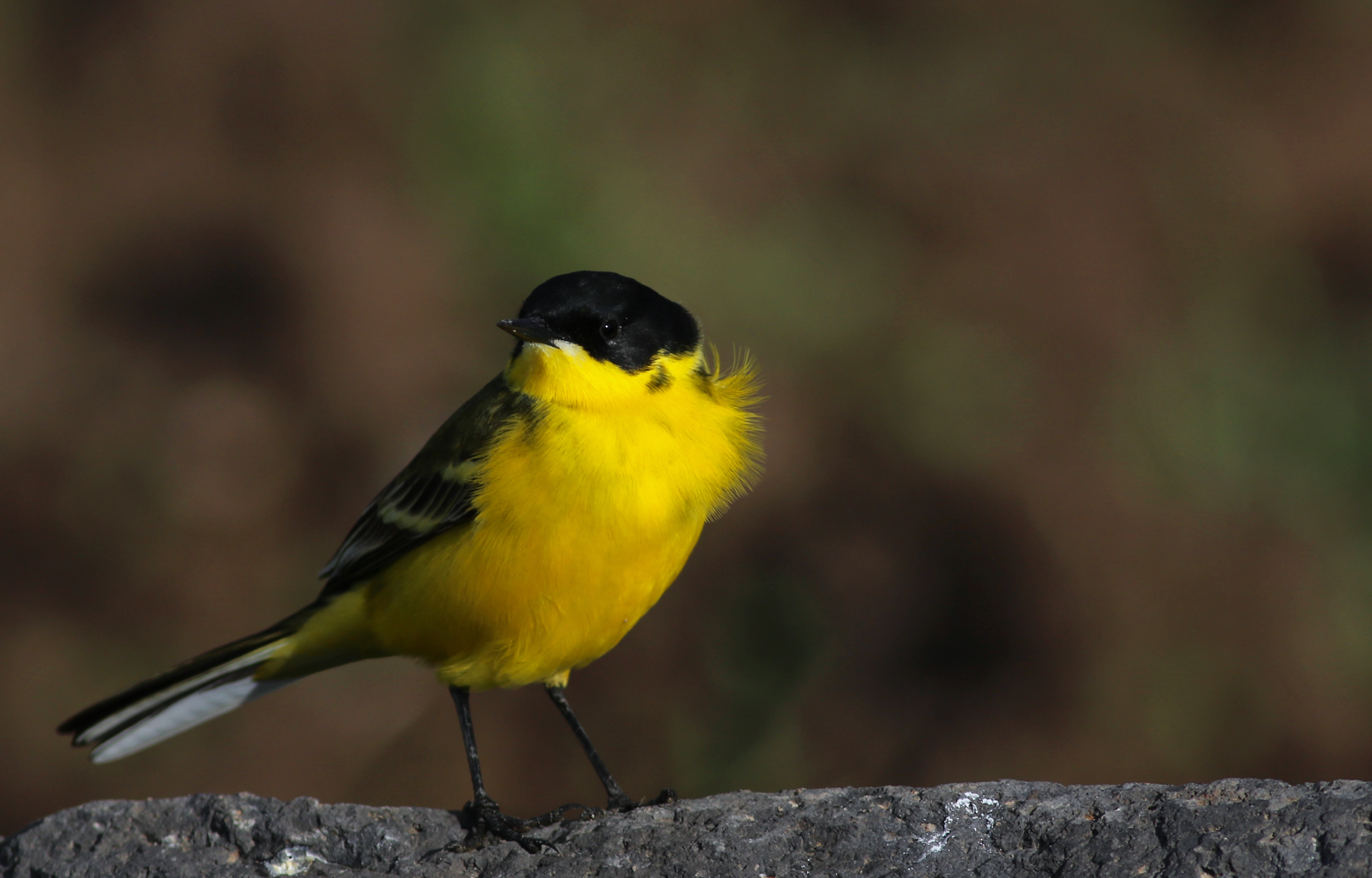 Western Yellow Wagtail